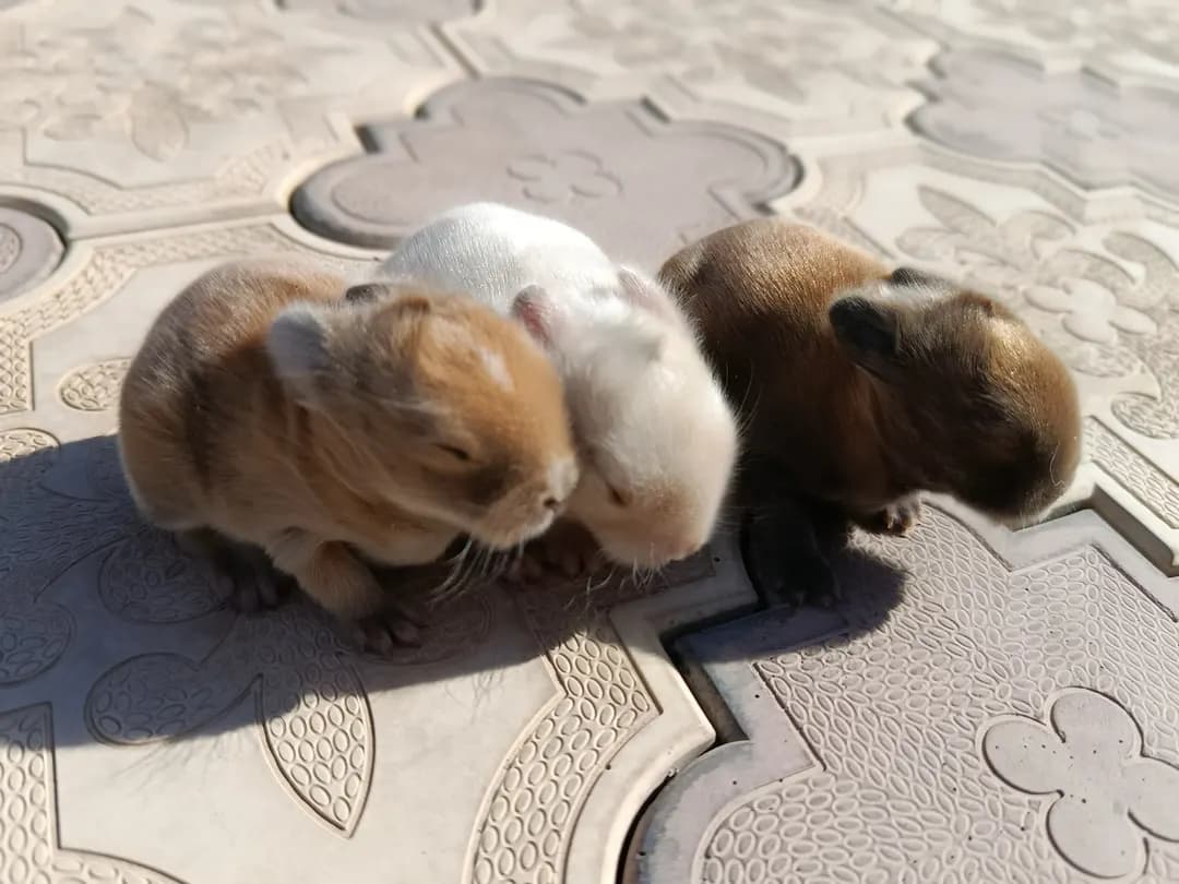 You can book deaf dwarf rabbits