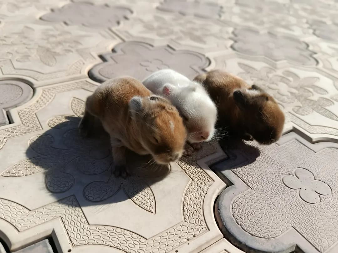 You can book deaf dwarf rabbits