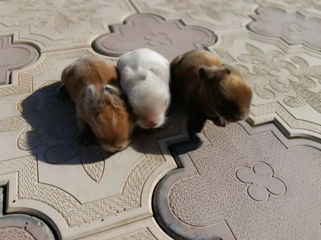 You can book deaf dwarf rabbits