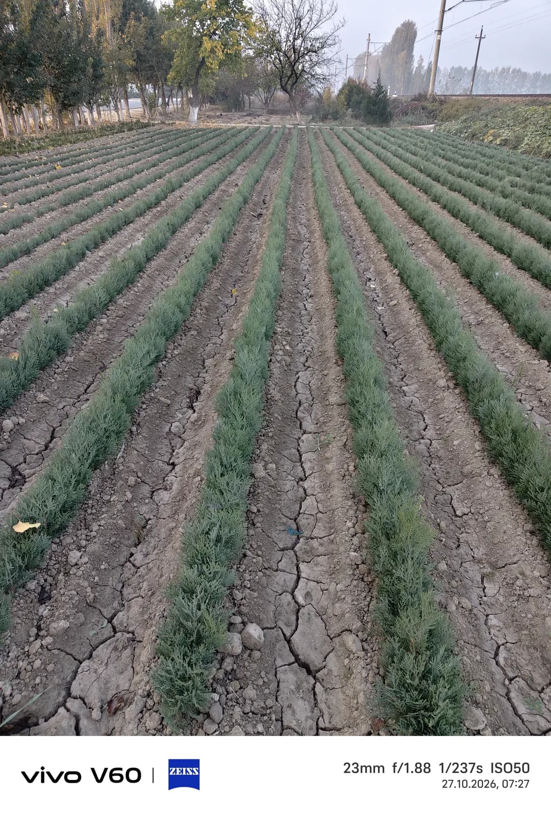 Spruce seedlings