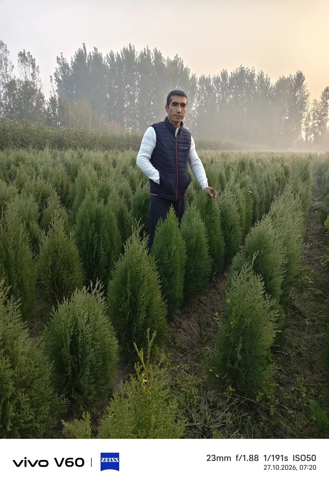 Spruce seedlings
