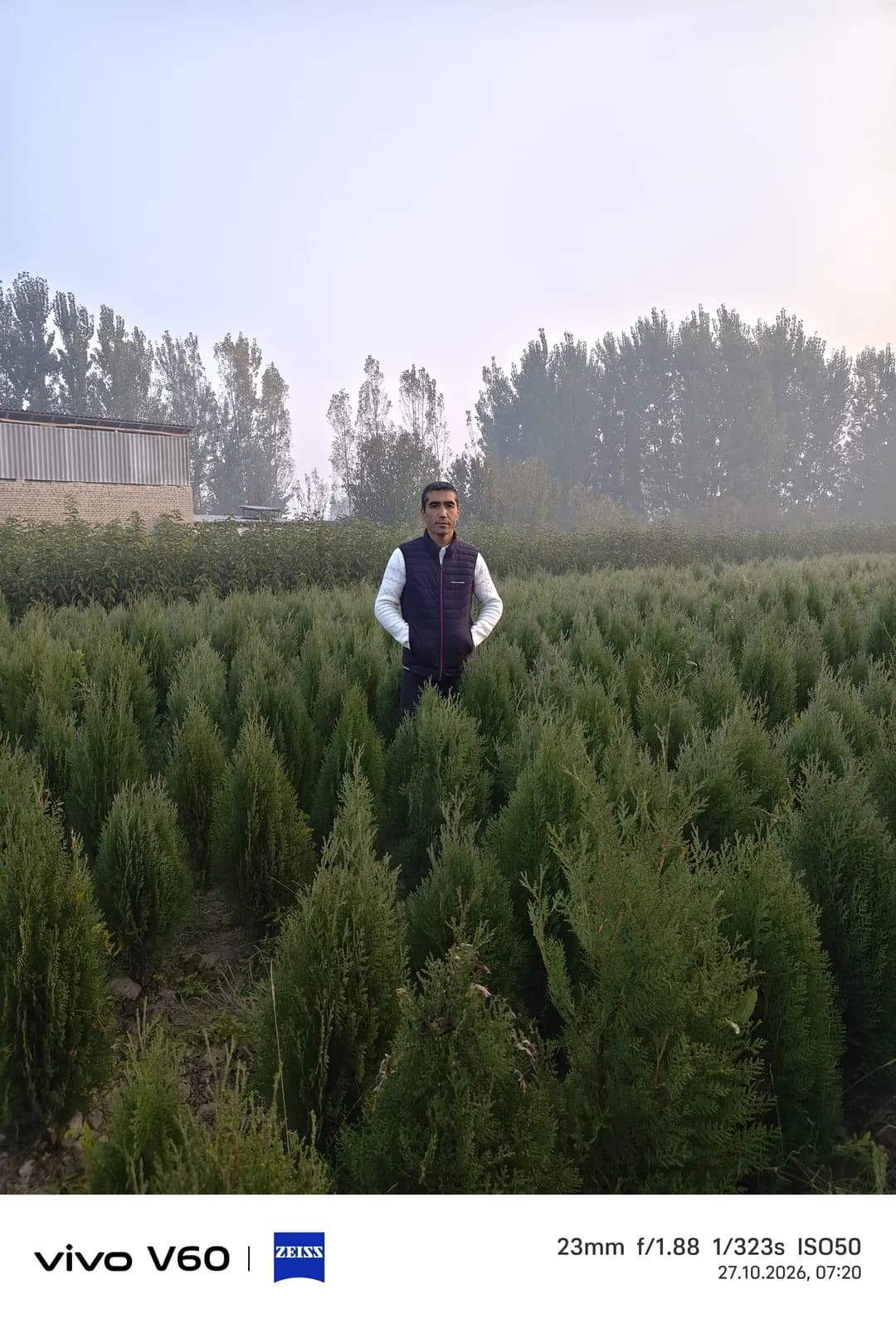 Spruce seedlings