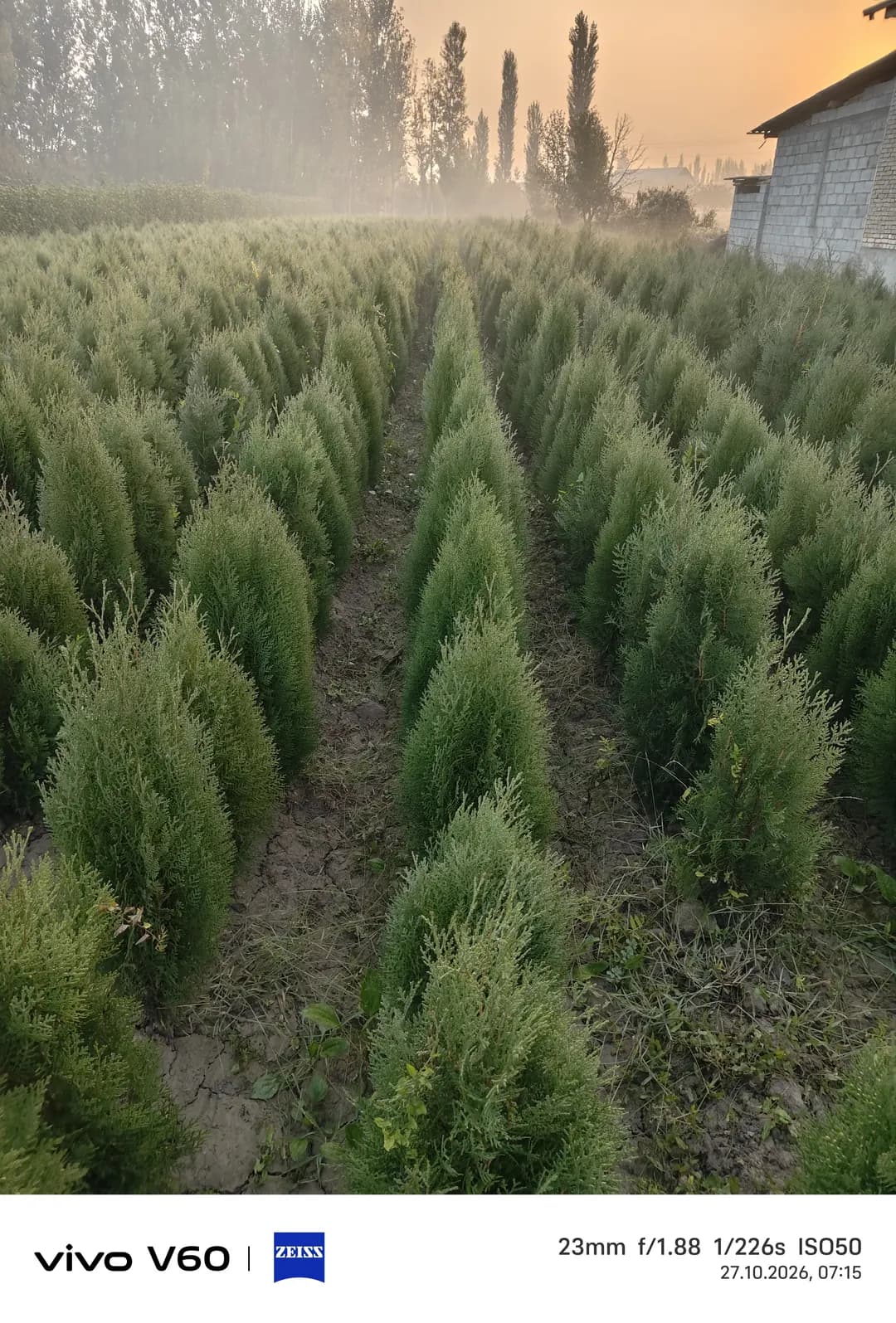 Spruce seedlings