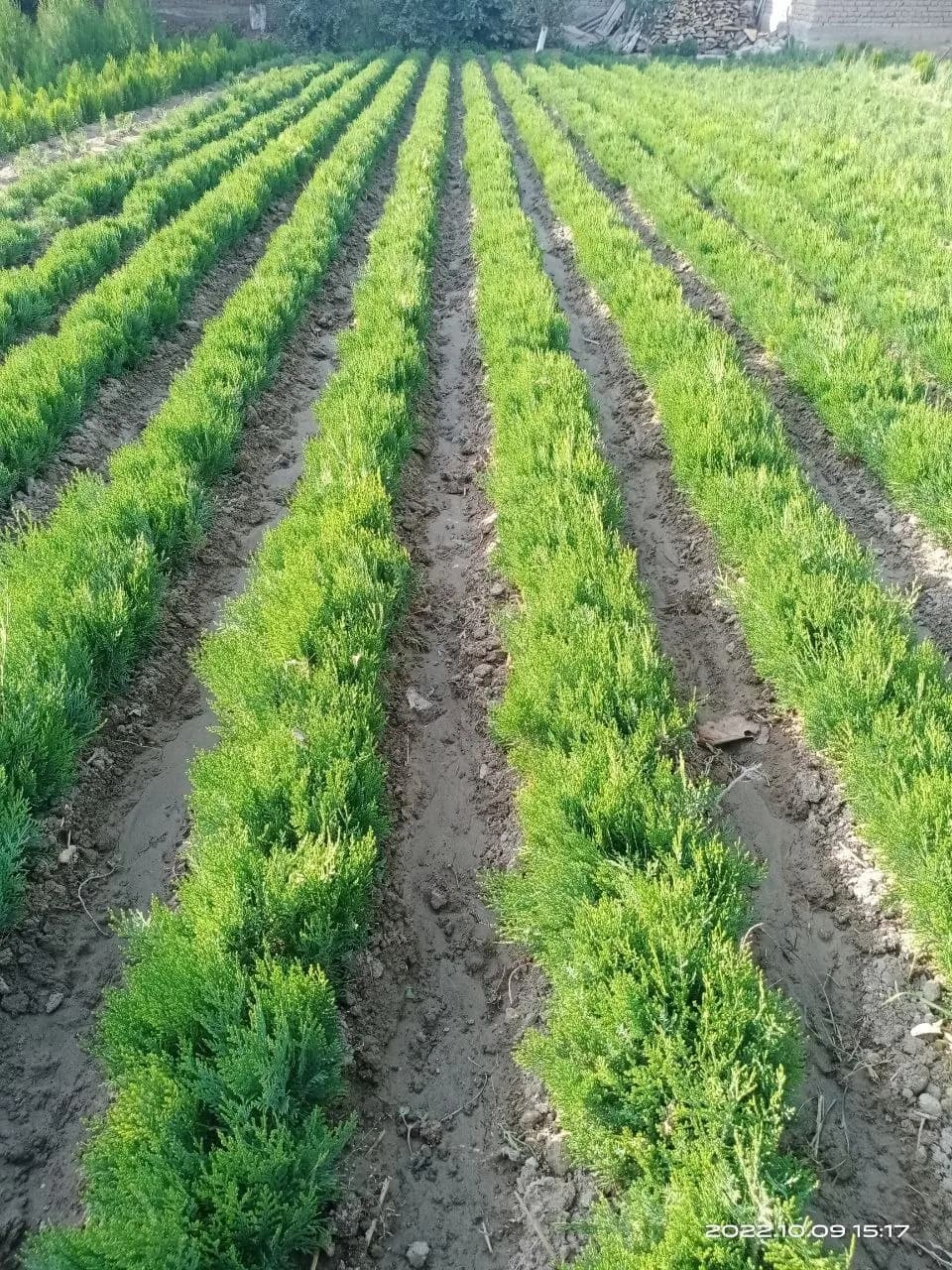Spruce seedlings