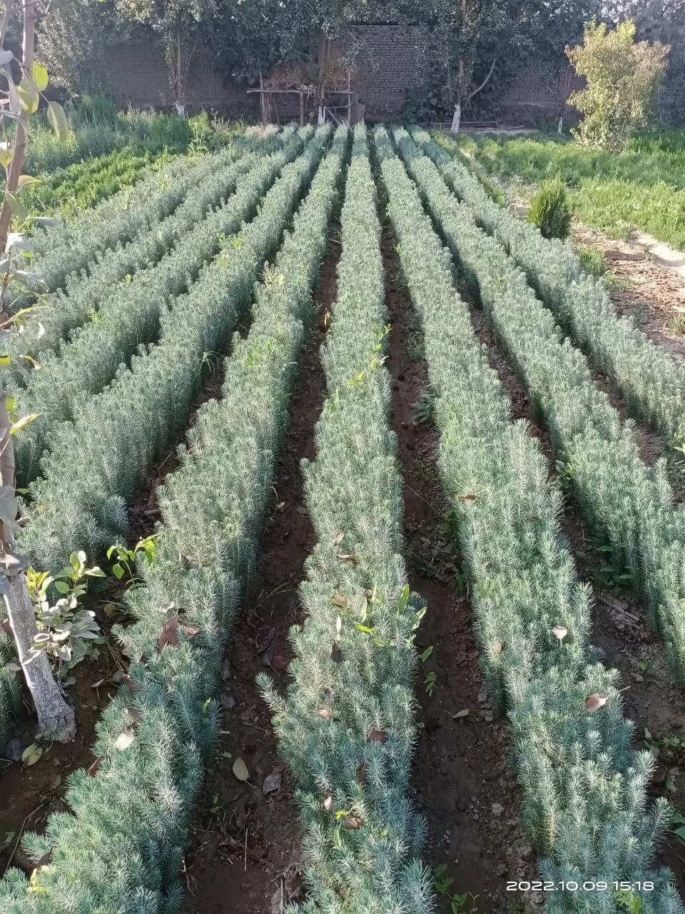 Spruce seedlings