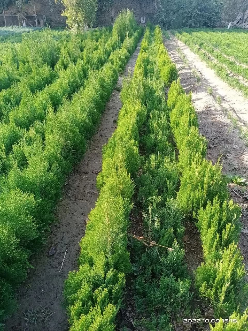 Spruce seedlings