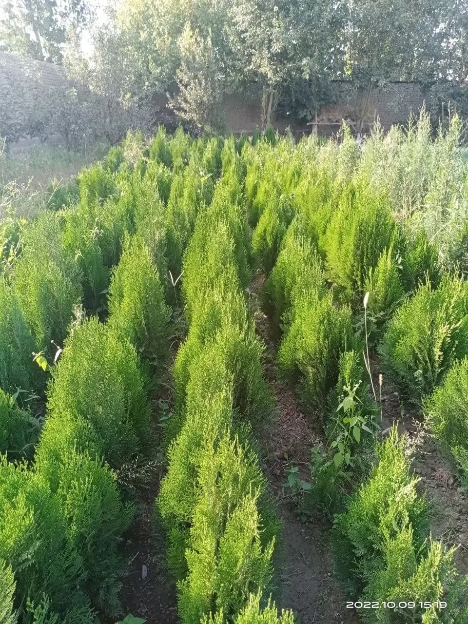 Spruce seedlings