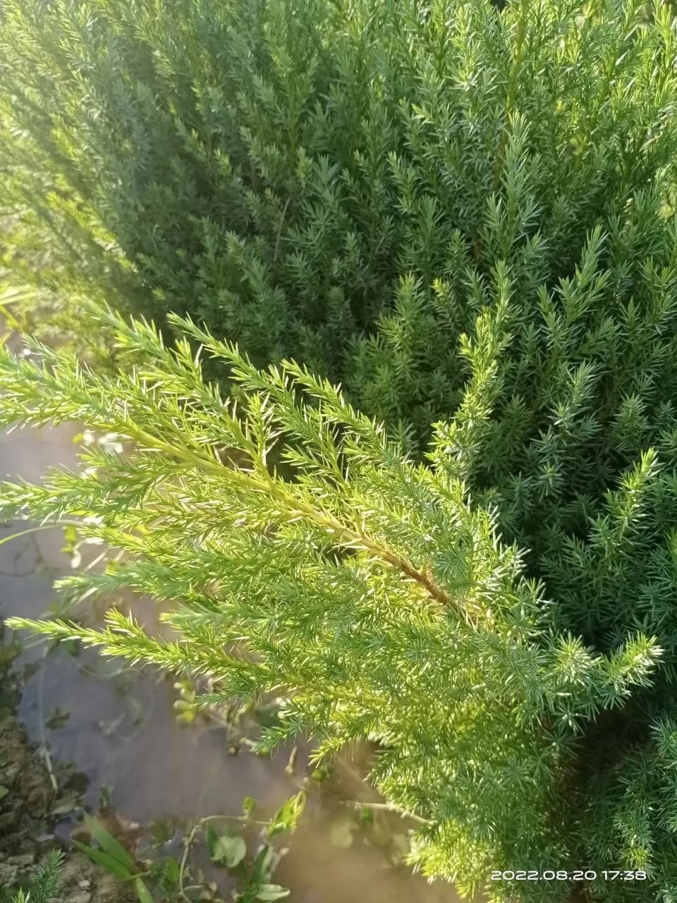 Spruce seedlings