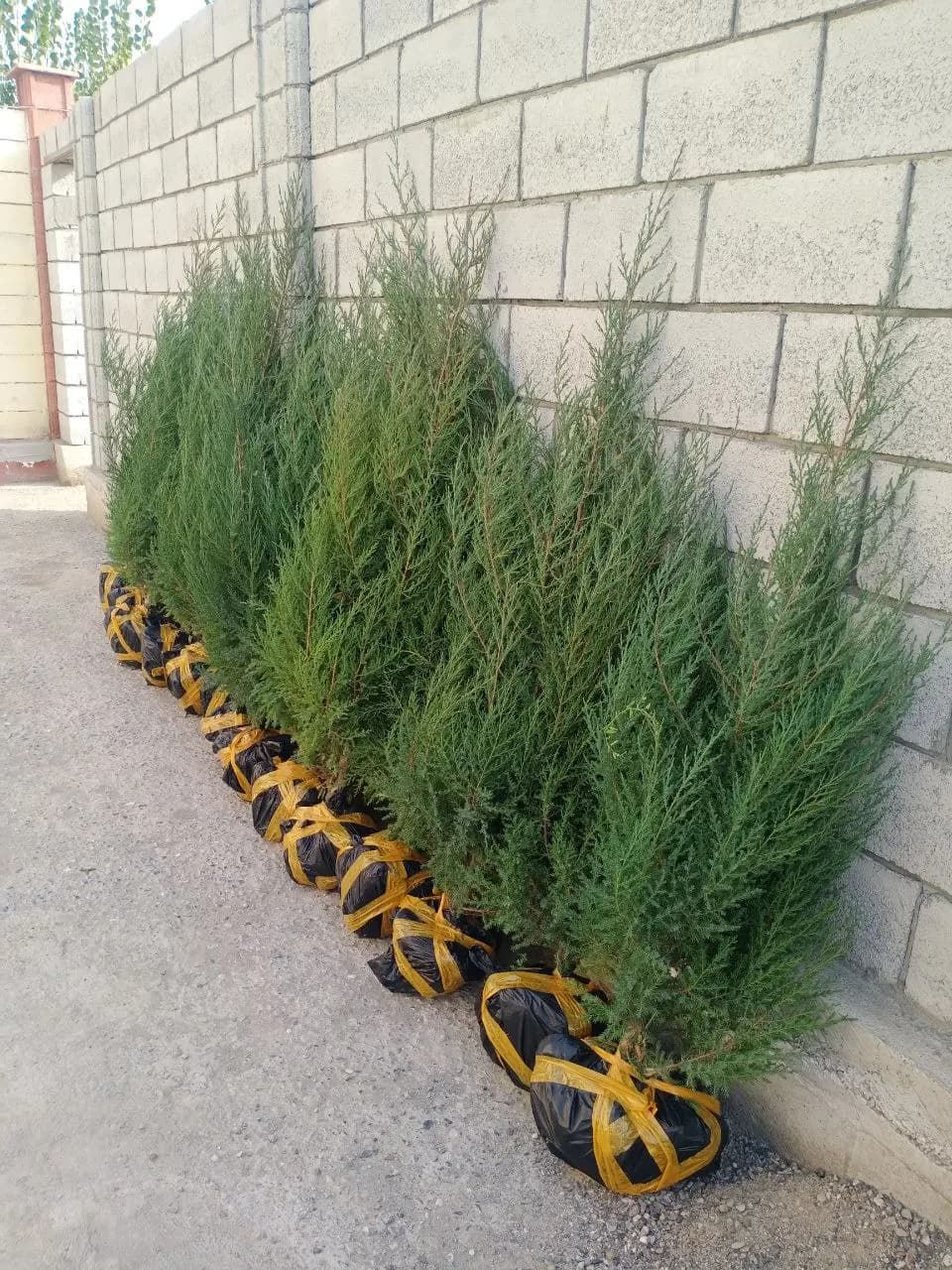 Spruce seedlings