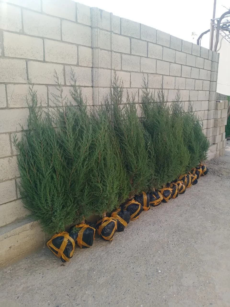 Spruce seedlings