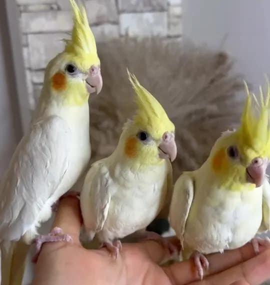 parrots byJamila