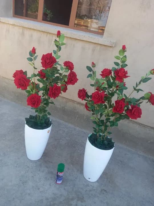 We provide decorative flowers, soapy flowers for sewn days and holidays throughout Uzbekistan