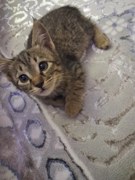 Common Domestic Cat (Domestic Shorthair)