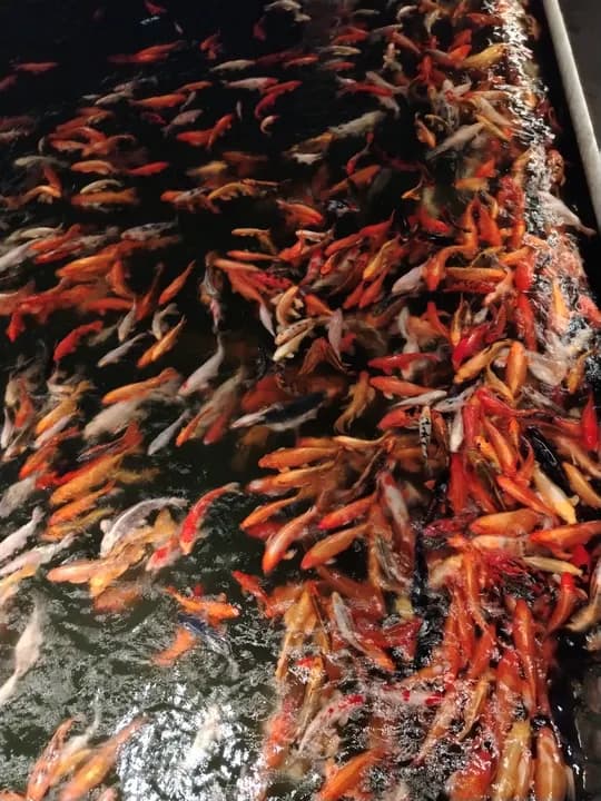 Ijaraga kvartira kerak