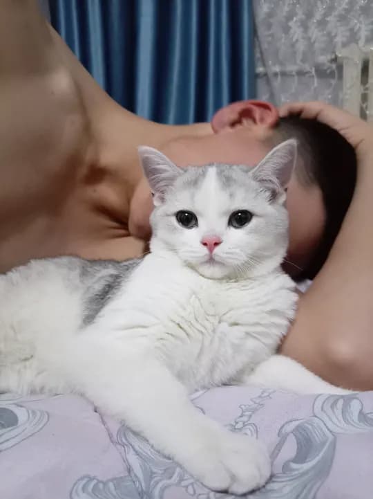 sotiladi