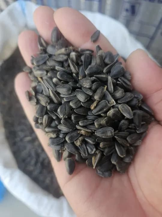 Black semichka