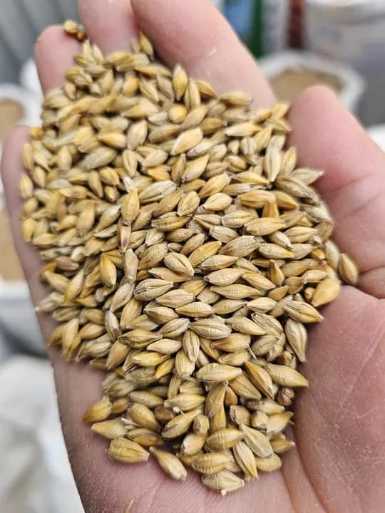 Barley is sold Kazakhstan