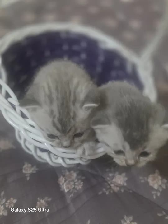 продается