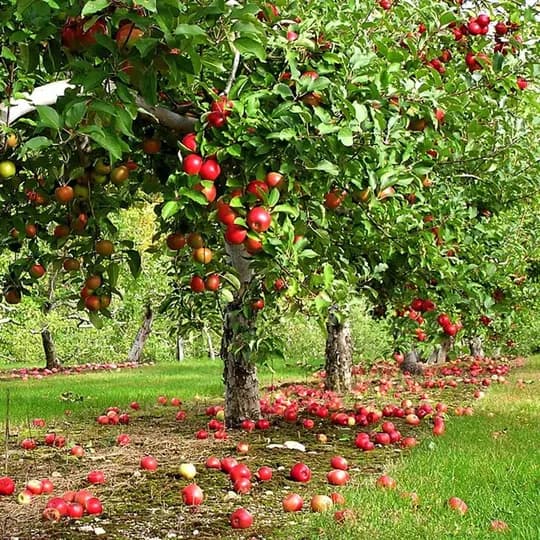 Tractor Operator and Male Workers Needed for Intensive Garden: