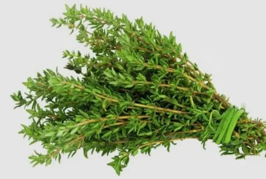 Kuritilgan thyme (thyme) Oliy nav