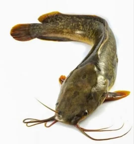 Catfish jerky