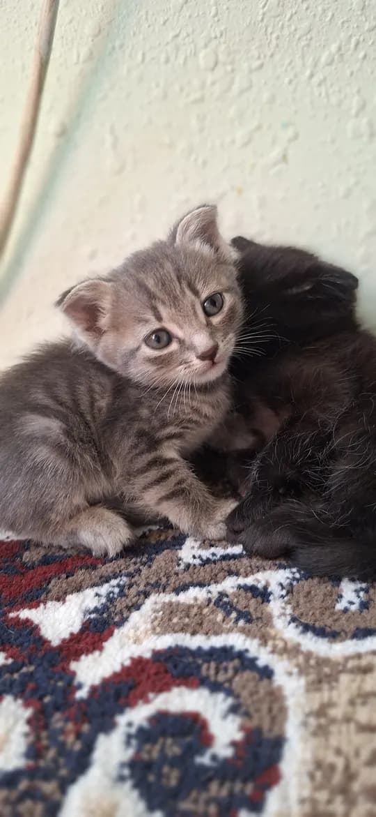 lop-eared kittens