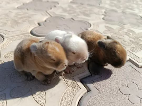 You can book deaf dwarf rabbits