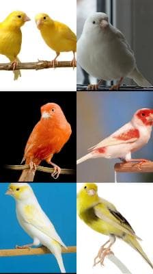 canary is for sale