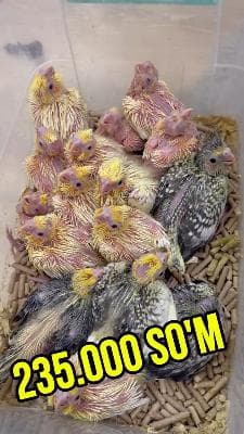 parrots byJamila