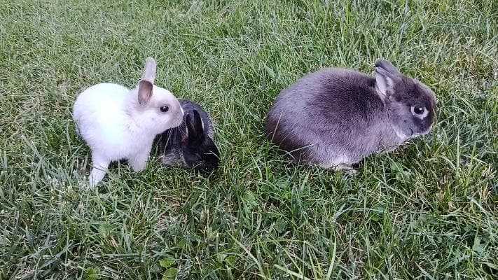Nederlandsky Deaf Dwarf Rabbits