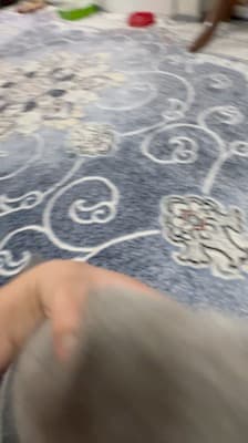 kitty