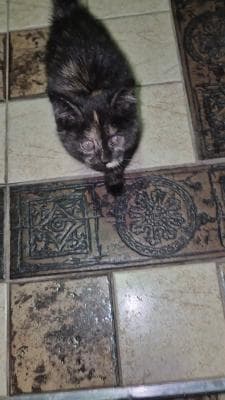 I'll give away a kitten for free
